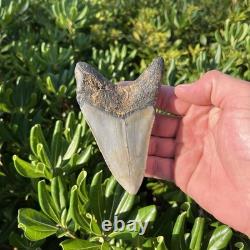 Real Megalodon Shark Tooth 4.45 Fossil