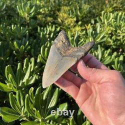 Real Megalodon Shark Tooth 4.45 Fossil