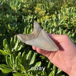 Real Megalodon Shark Tooth 4.45 Fossil