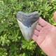 Real Megalodon Shark Tooth 4.54 Big Fossil Shark Teeth From Nc