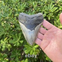 Real Megalodon Shark Tooth 4.54 Big Fossil Shark Teeth From NC