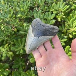 Real Megalodon Shark Tooth 4.54 Big Fossil Shark Teeth From NC