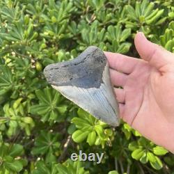 Real Megalodon Shark Tooth 4.54 Big Fossil Shark Teeth From NC