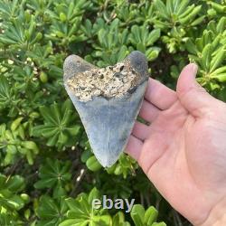 Real Megalodon Shark Tooth 4.54 Big Fossil Shark Teeth From NC