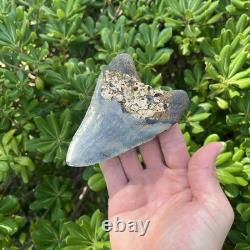 Real Megalodon Shark Tooth 4.54 Big Fossil Shark Teeth From NC