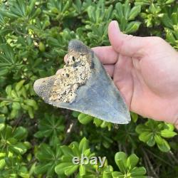 Real Megalodon Shark Tooth 4.54 Big Fossil Shark Teeth From NC
