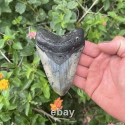 Real Megalodon Shark Tooth 4.64 Big Fossil Shark Teeth