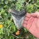 Real Megalodon Shark Tooth 4.64 Big Fossil Shark Teeth