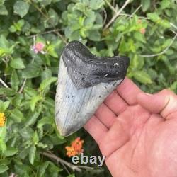 Real Megalodon Shark Tooth 4.64 Big Fossil Shark Teeth