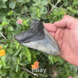 Real Megalodon Shark Tooth 4.64 Big Fossil Shark Teeth