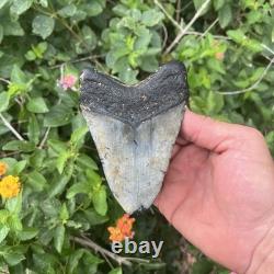 Real Megalodon Shark Tooth 4.64 Big Fossil Shark Teeth
