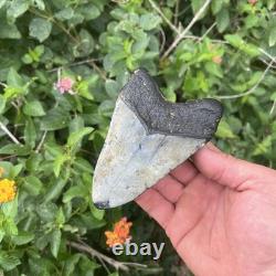 Real Megalodon Shark Tooth 4.64 Big Fossil Shark Teeth