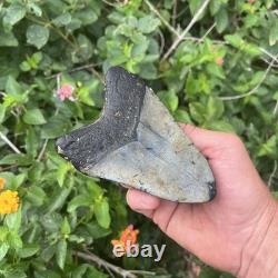 Real Megalodon Shark Tooth 4.64 Big Fossil Shark Teeth
