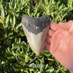 Real Megalodon Shark Tooth 4.86 Fossil