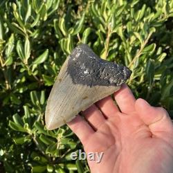 Real Megalodon Shark Tooth 4.86 Fossil