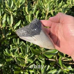 Real Megalodon Shark Tooth 4.86 Fossil