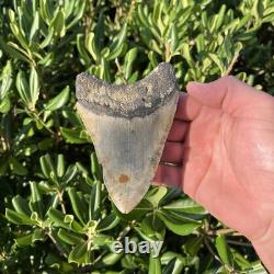 Real Megalodon Shark Tooth 4.86 Fossil