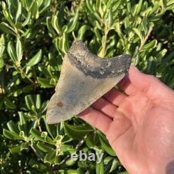 Real Megalodon Shark Tooth 4.86 Fossil