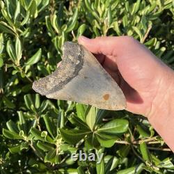 Real Megalodon Shark Tooth 4.86 Fossil