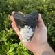 Real Megalodon Shark Tooth 5.0 Big Fossil Shark Teeth From Nc