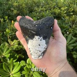 Real Megalodon Shark Tooth 5.0 Big Fossil Shark Teeth From NC