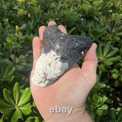 Real Megalodon Shark Tooth 5.0 Big Fossil Shark Teeth From NC