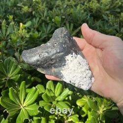 Real Megalodon Shark Tooth 5.0 Big Fossil Shark Teeth From NC