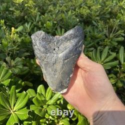 Real Megalodon Shark Tooth 5.0 Big Fossil Shark Teeth From NC