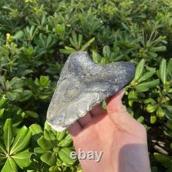 Real Megalodon Shark Tooth 5.0 Big Fossil Shark Teeth From NC