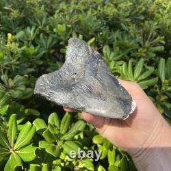 Real Megalodon Shark Tooth 5.0 Big Fossil Shark Teeth From NC