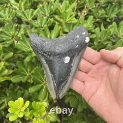 Real Megalodon Shark Tooth 5.28 Big Fossil Shark Teeth From NC