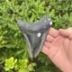 Real Megalodon Shark Tooth 5.28 Big Fossil Shark Teeth From Nc