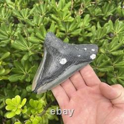 Real Megalodon Shark Tooth 5.28 Big Fossil Shark Teeth From NC