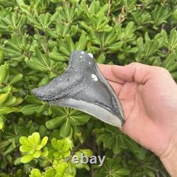 Real Megalodon Shark Tooth 5.28 Big Fossil Shark Teeth From NC