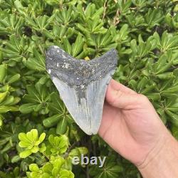 Real Megalodon Shark Tooth 5.28 Big Fossil Shark Teeth From NC