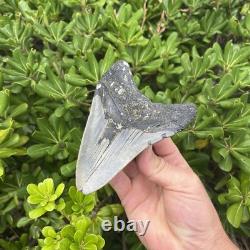 Real Megalodon Shark Tooth 5.28 Big Fossil Shark Teeth From NC