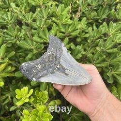Real Megalodon Shark Tooth 5.28 Big Fossil Shark Teeth From NC