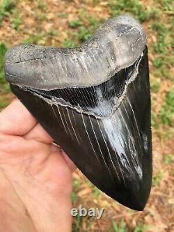 Real Megalodon Shark Tooth 5 & 5/8 Serrated Georgia River Tooth