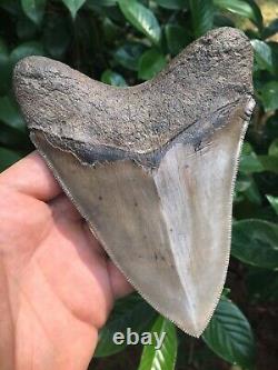 Real Megalodon Shark Tooth 5 Museum Quality, Georgia
