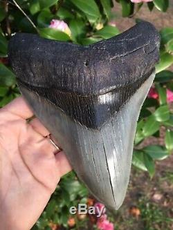 Real Megalodon Shark Tooth 6 & 1/2 Sharply Serrated, Jet Black Bourlette BIG