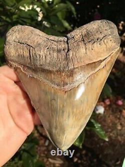 Real Megalodon Shark Tooth Almost 6 River Tooth, Sharply Serrated 5 7/8