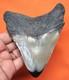 Real Megalodon Shark Tooth Fossil Shark Teeth 4.51 No Restorations