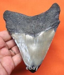 Real Megalodon Shark Tooth Fossil Shark Teeth 4.51 No Restorations