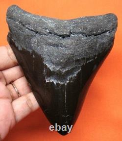 Real Megalodon Shark Tooth Fossil Shark Teeth 4.51 No Restorations