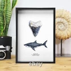 Real Megalodon Shark Tooth Illustration WC Fossil Dinosaur Jurassic Archaeology