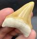 Real Megalodon Shark Tooth Orange Rare 1.70 Bone Valley Fl
