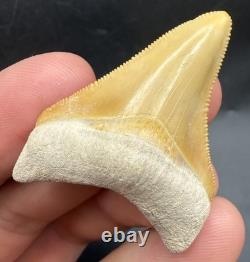 Real Megalodon Shark Tooth Orange Rare 1.70 Bone Valley Fl