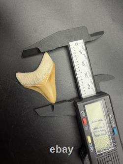 Real Megalodon Shark Tooth Orange Rare 1.70 Bone Valley Fl