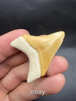 Real Megalodon Shark Tooth Orange Rare 1.70 Bone Valley Fl