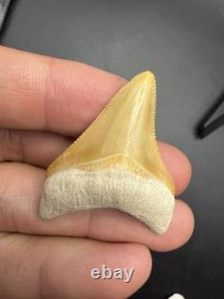 Real Megalodon Shark Tooth Orange Rare 1.70 Bone Valley Fl